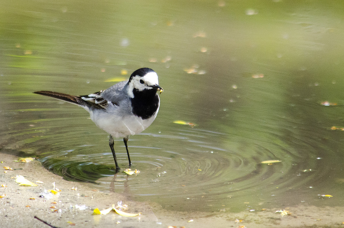 White Wagtail