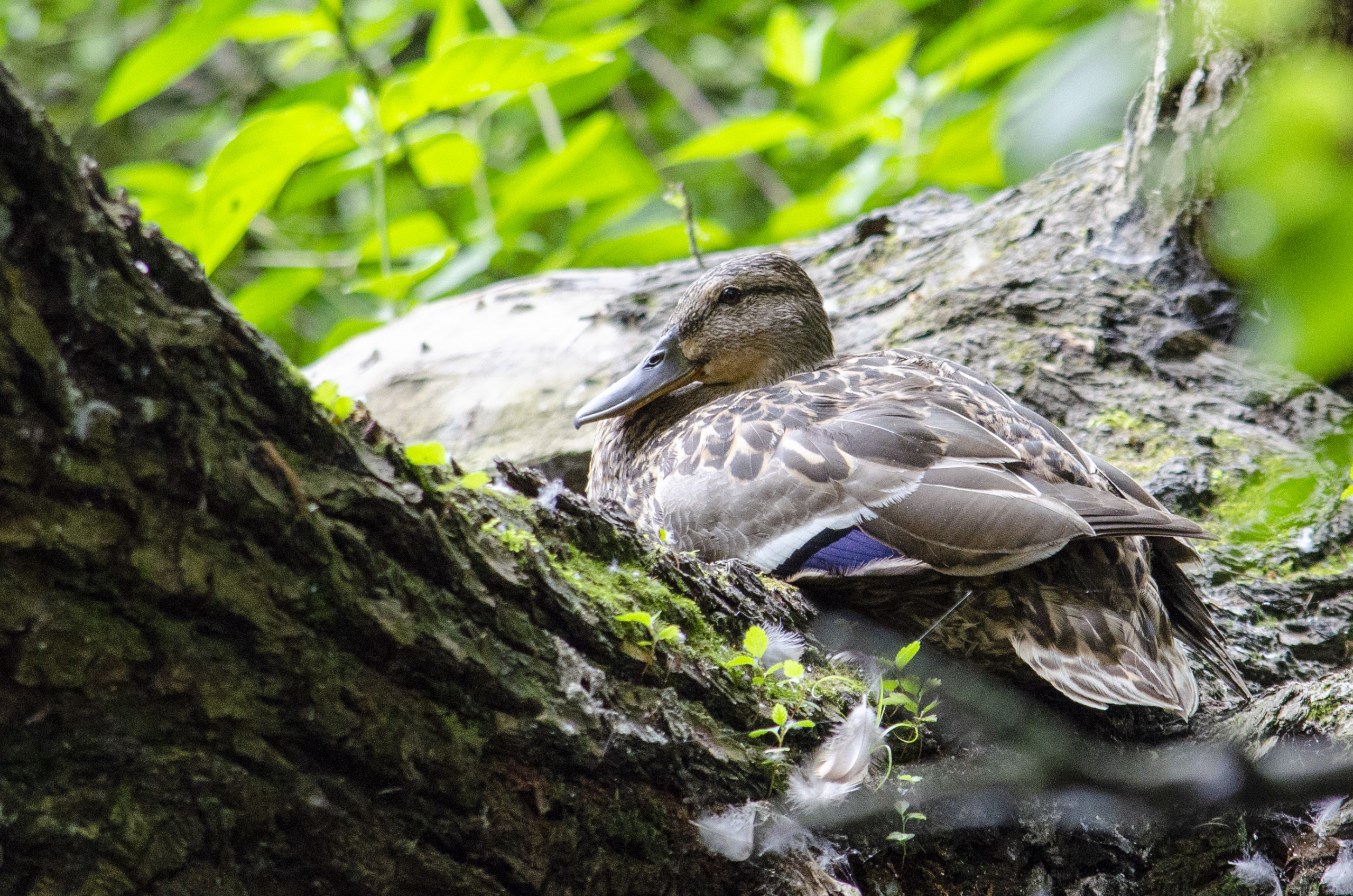 Mallard
