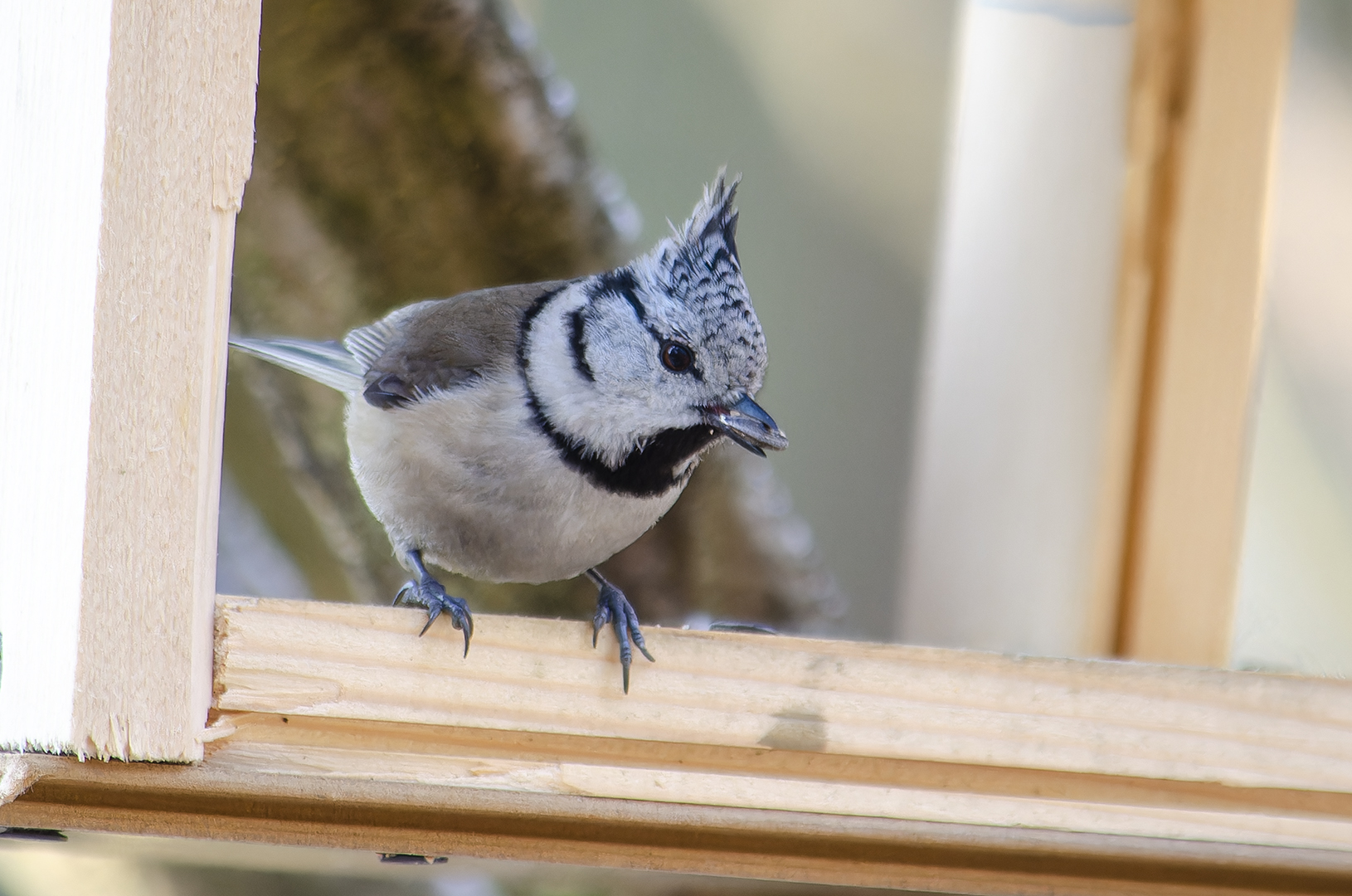 Lophophanes cristatus