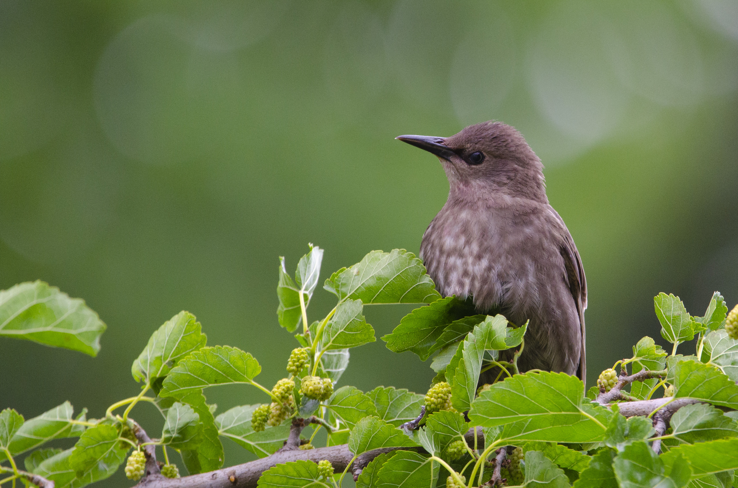 Starling (juvenile)
