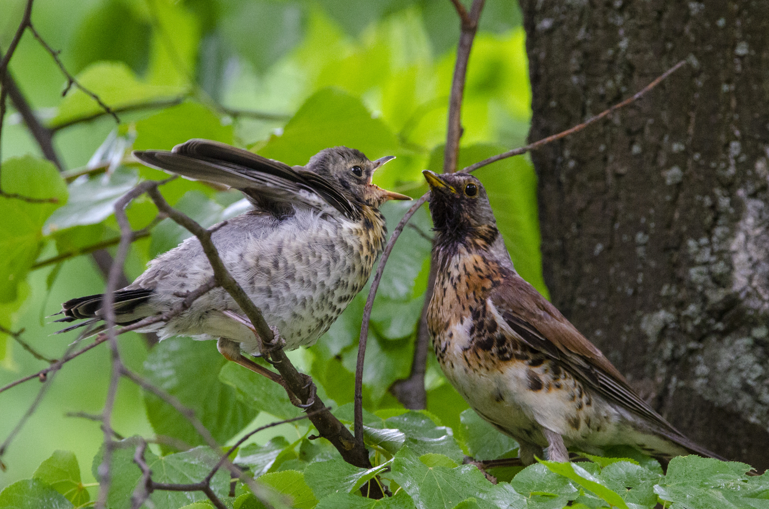 Fieldfare