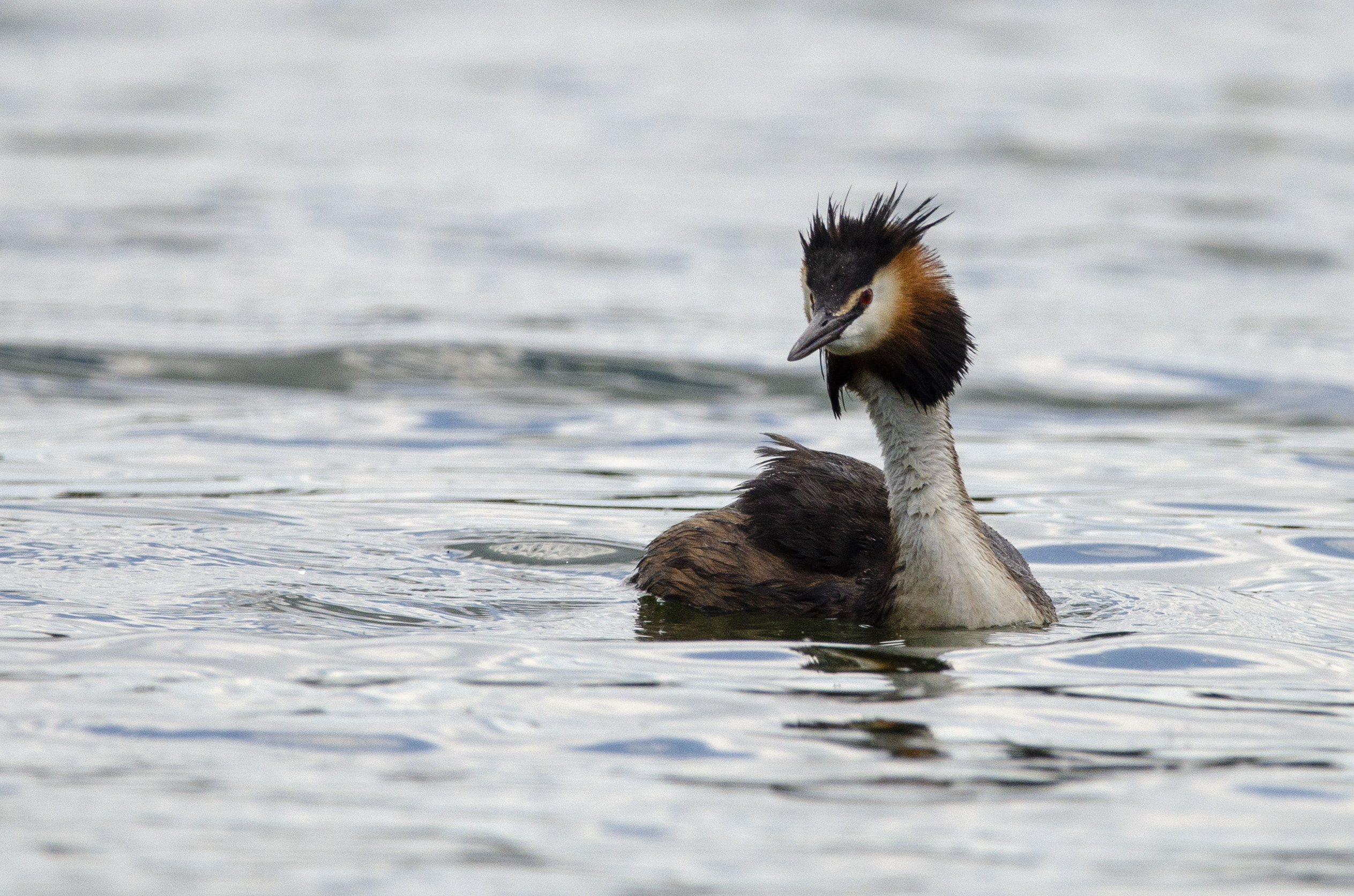 Great crested grebe