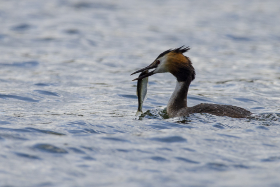 Great crested grebe
