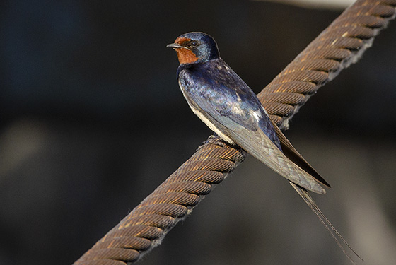 Hirundo rustica