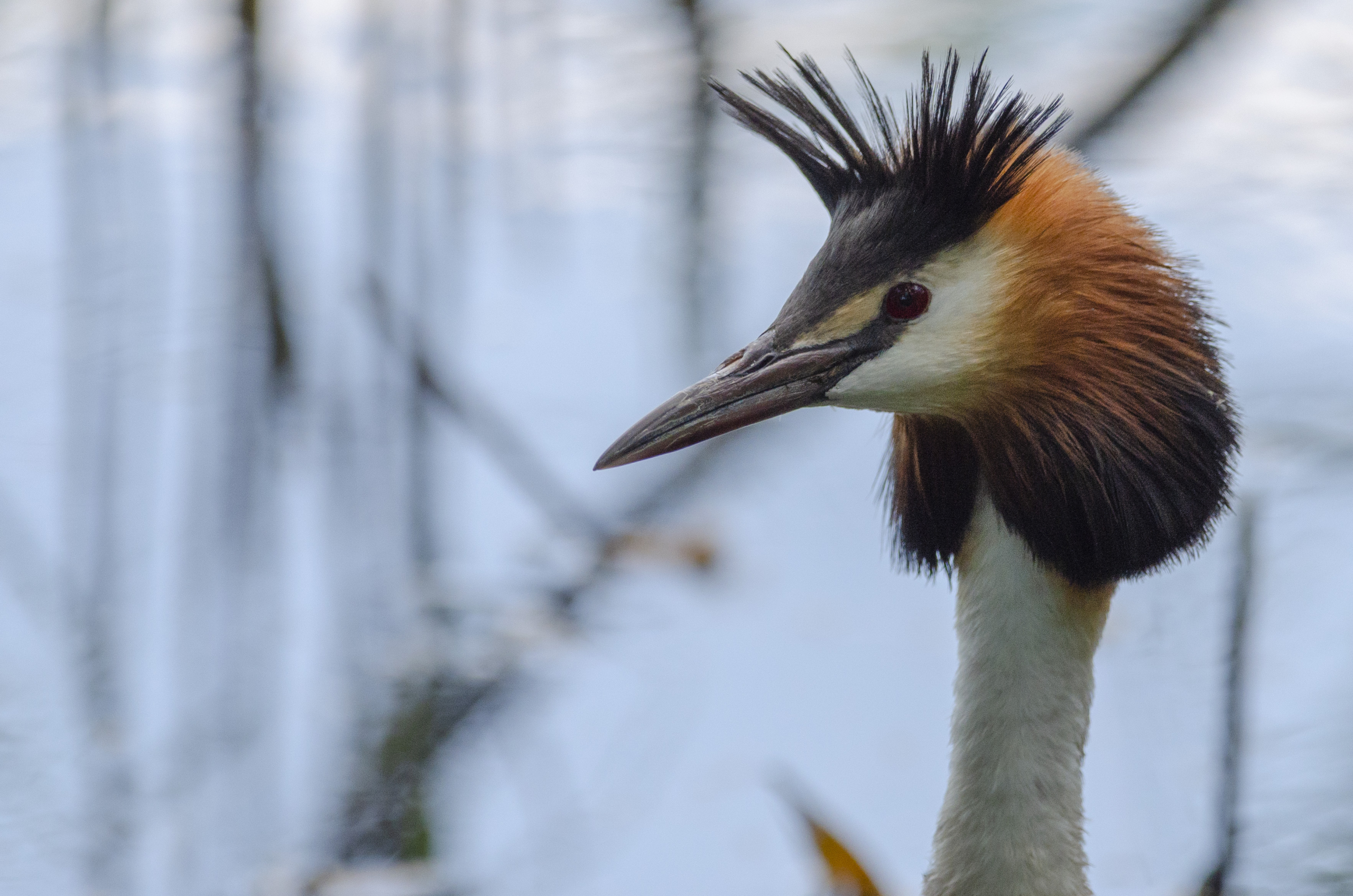 Great crested grebe