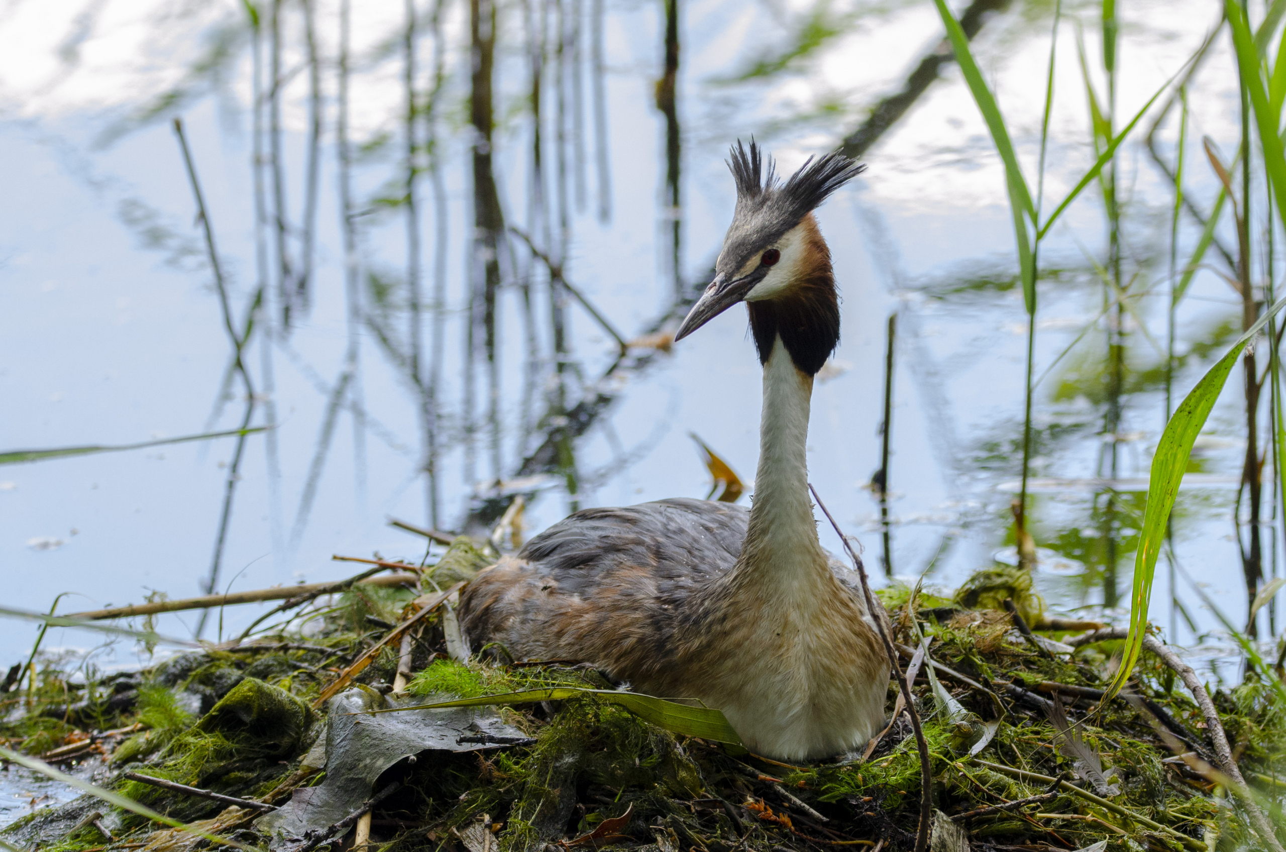 Great crested grebe