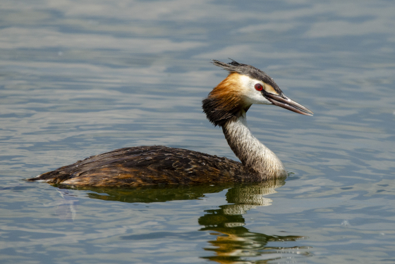 Great crested grebe