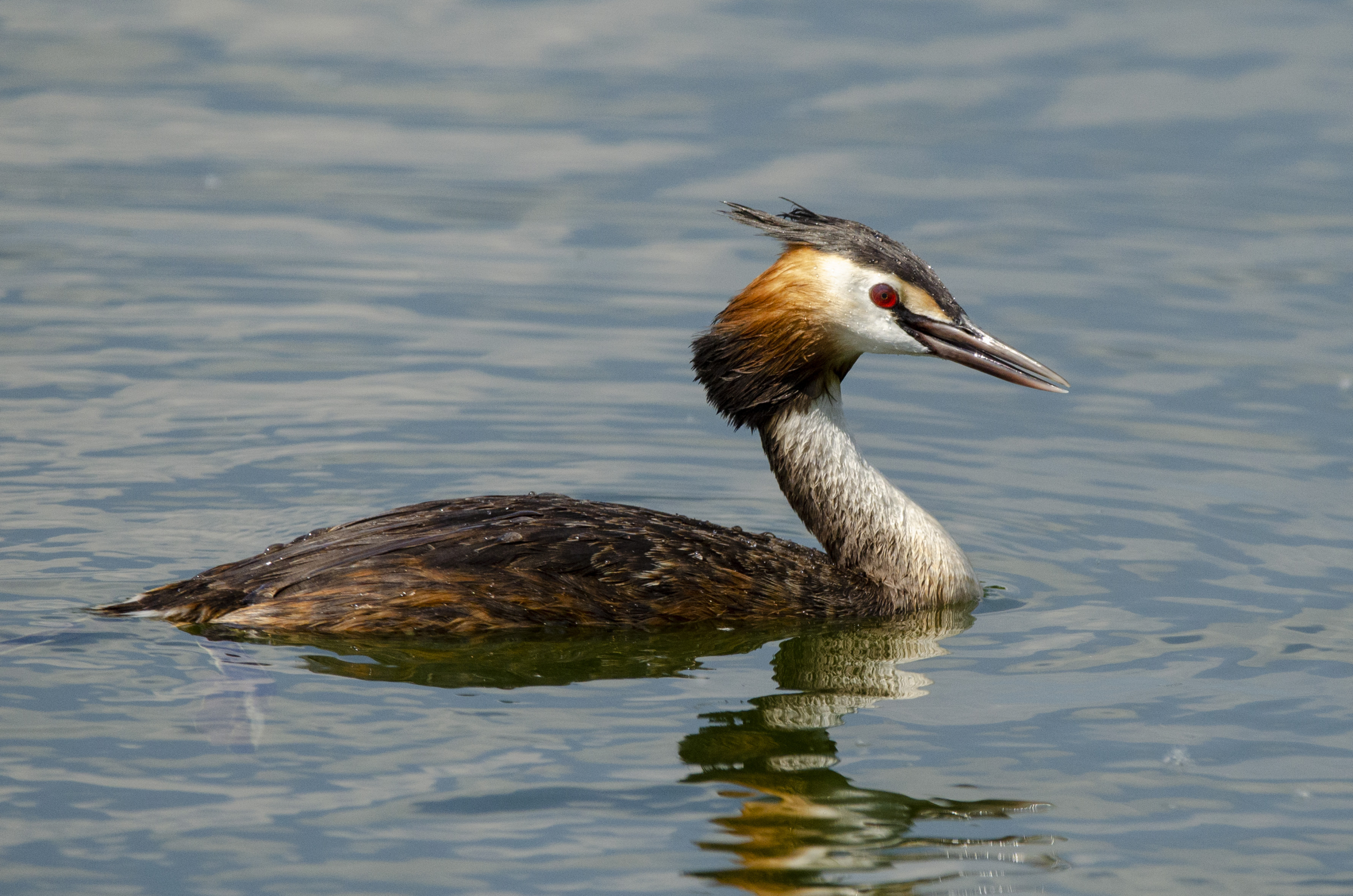 Great crested grebe