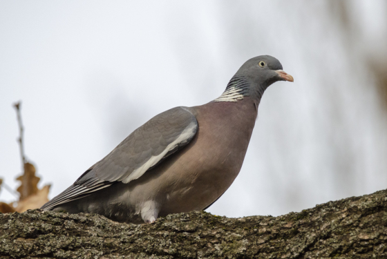 Columba palumbus