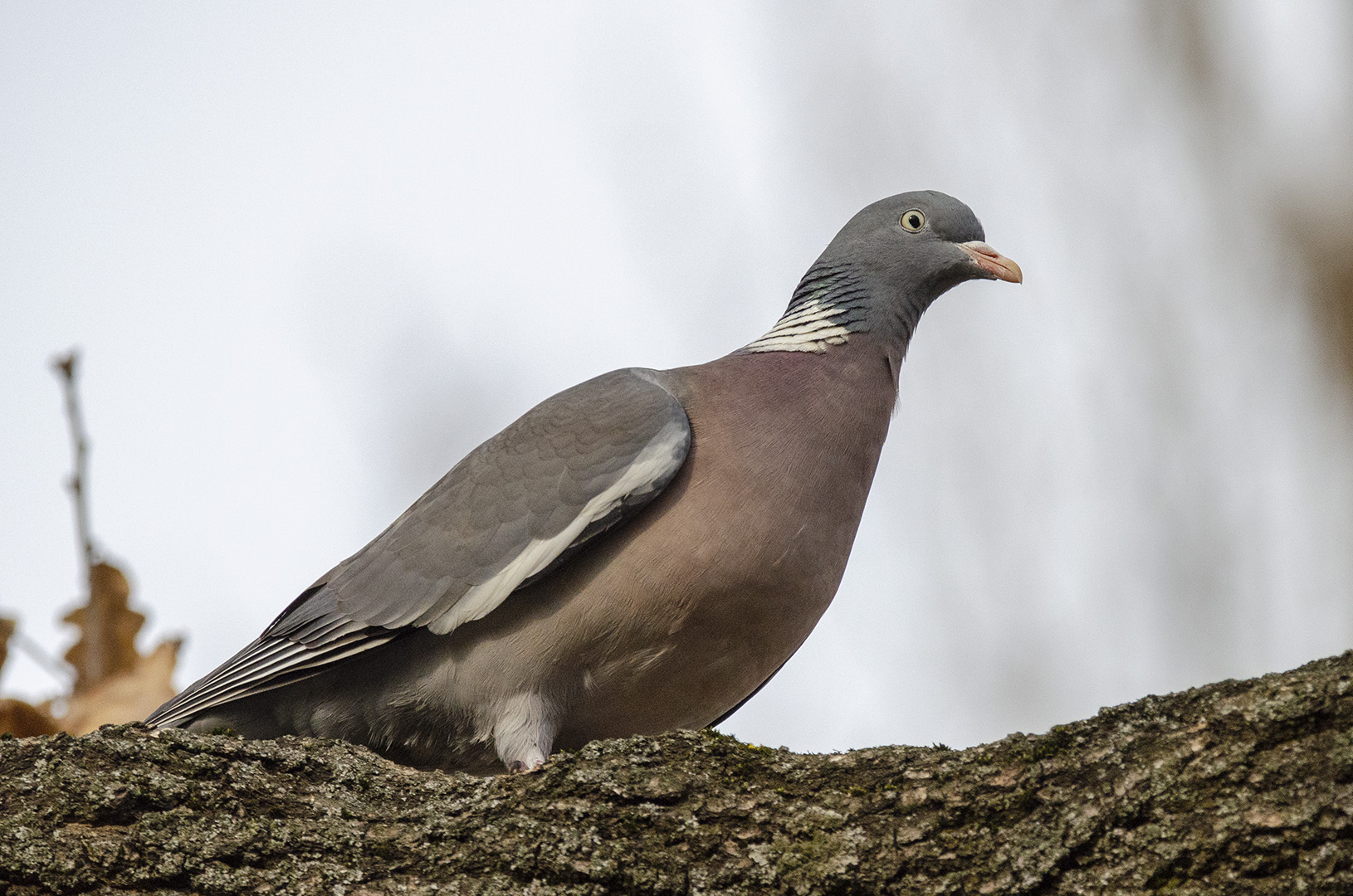 Columba palumbus