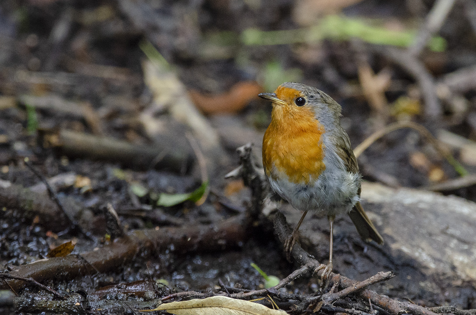 Erithacus rubecula