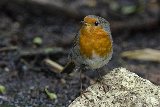 Erithacus rubecula