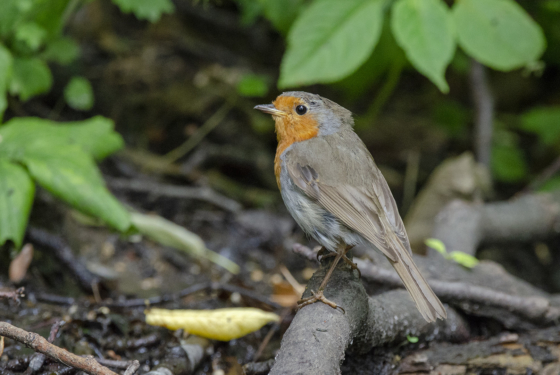 Erithacus rubecula