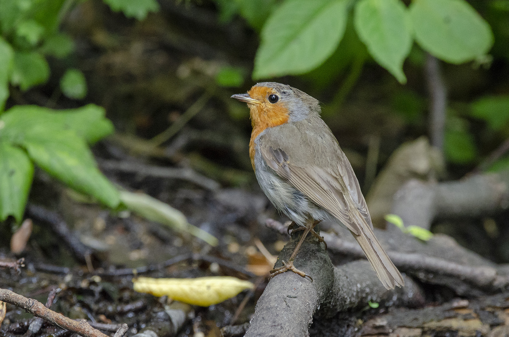 Erithacus rubecula