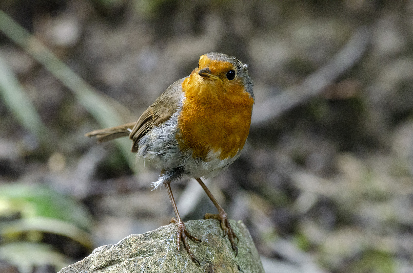 Erithacus rubecula