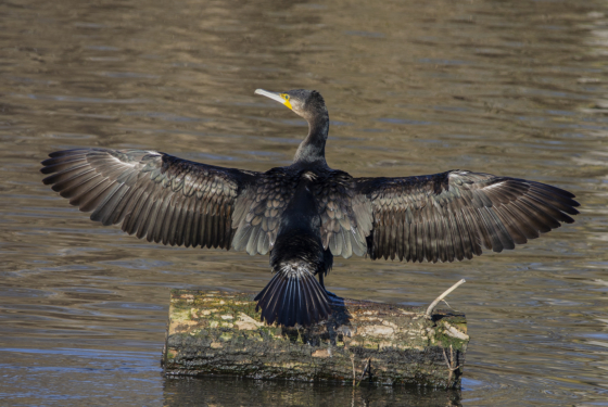 Phalacrocorax carbo