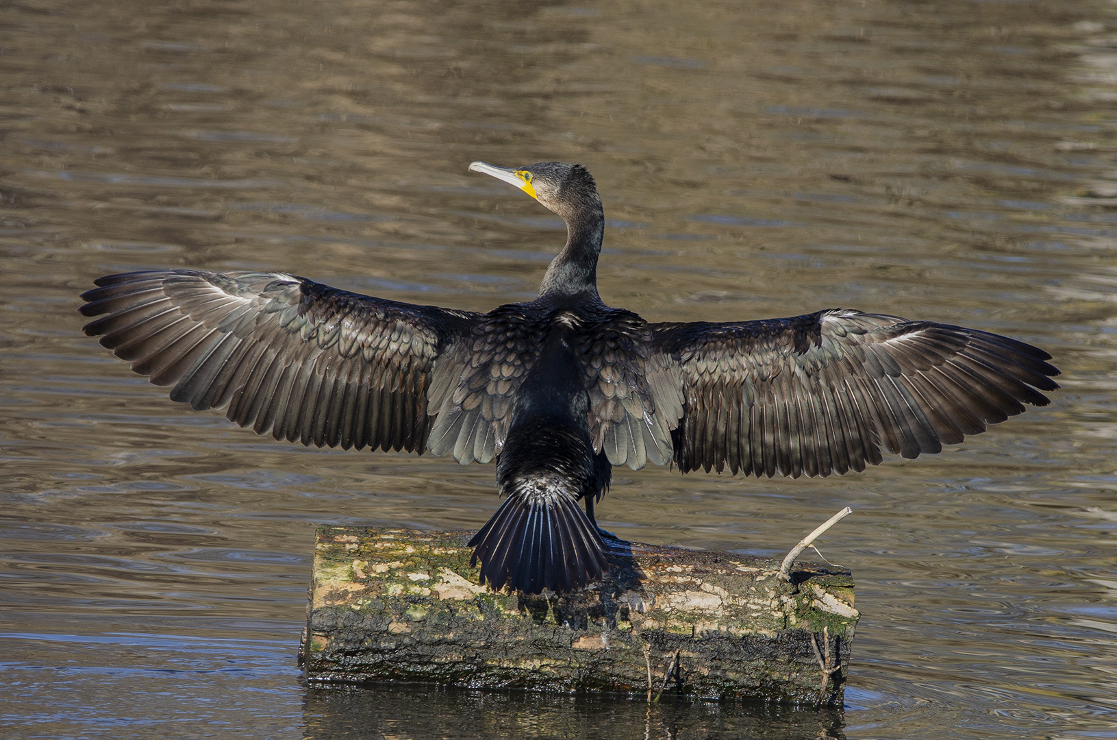 Phalacrocorax carbo