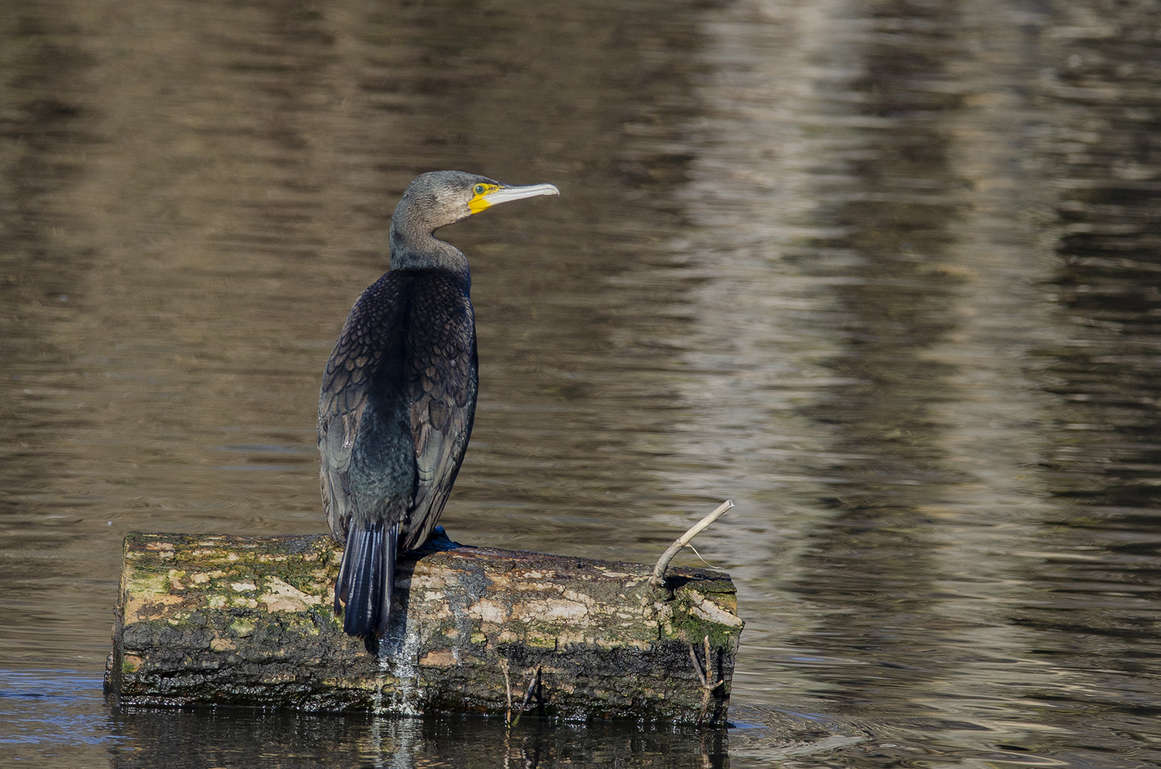 Phalacrocorax carbo