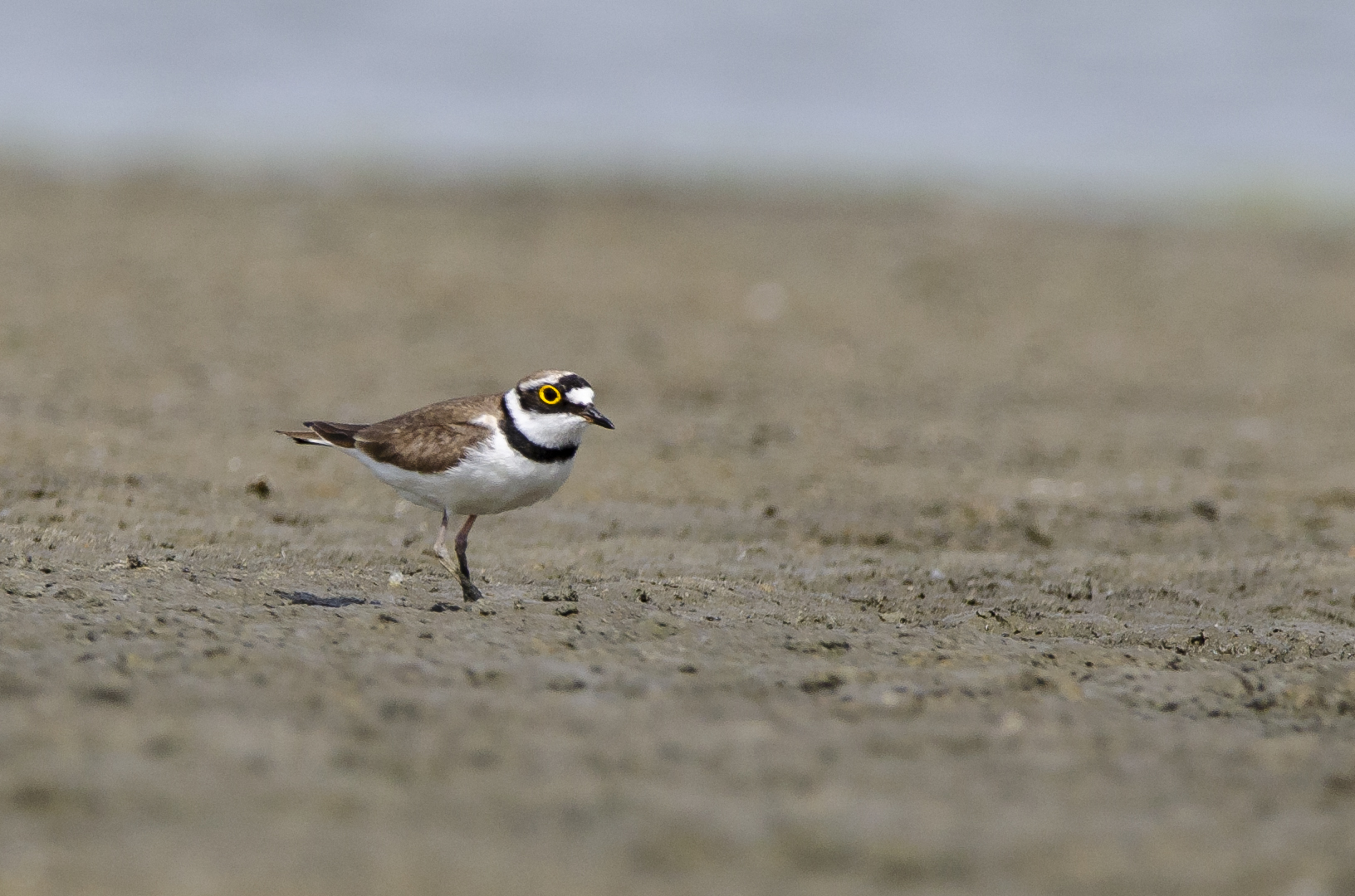 Charadrius dubius