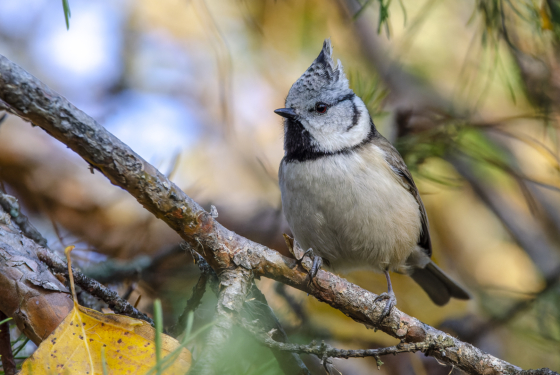 Lophophanes cristatus