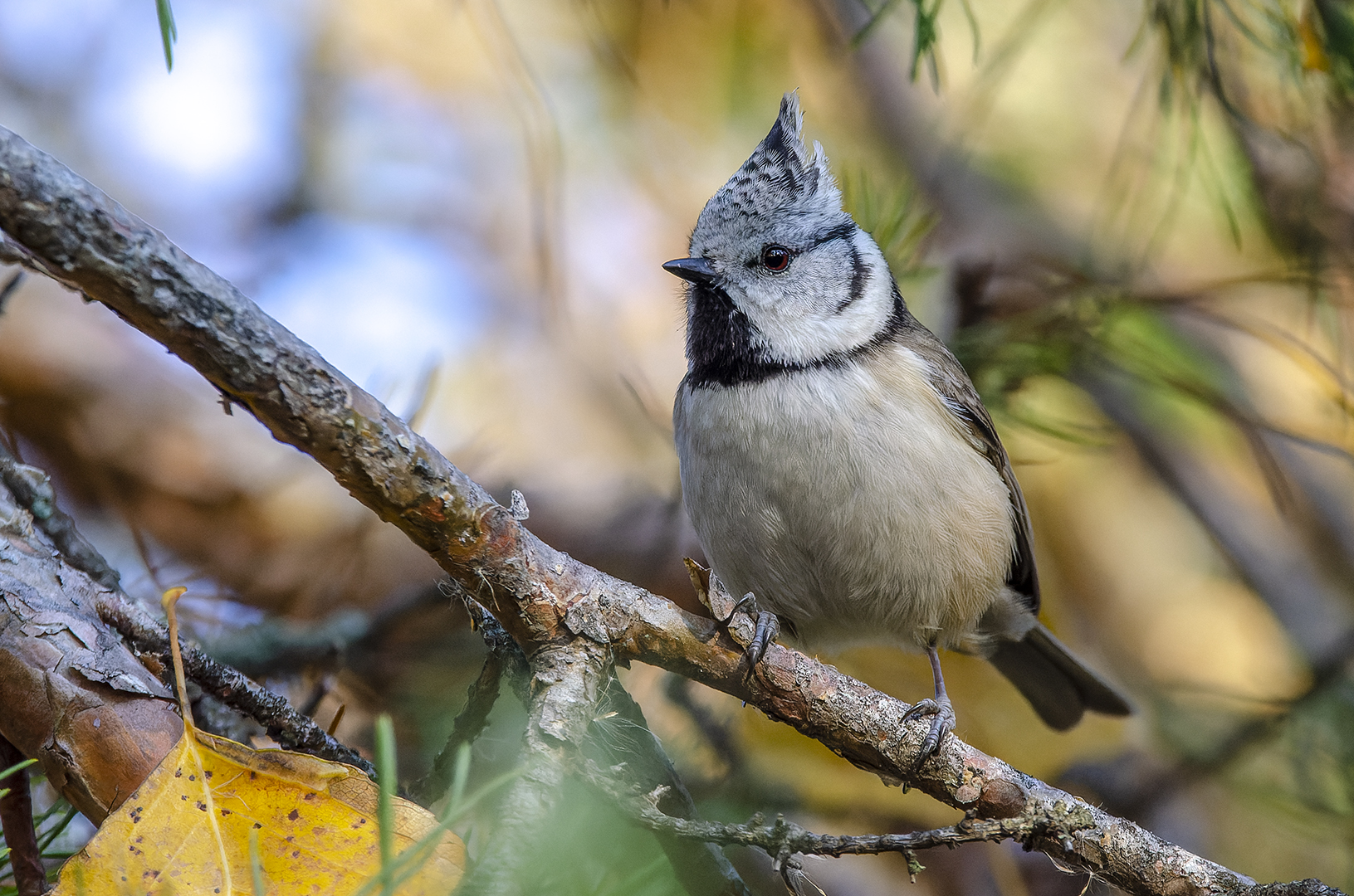 Lophophanes cristatus
