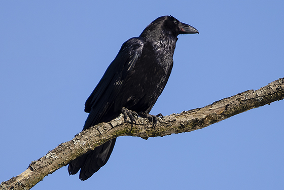 Corvus corax
