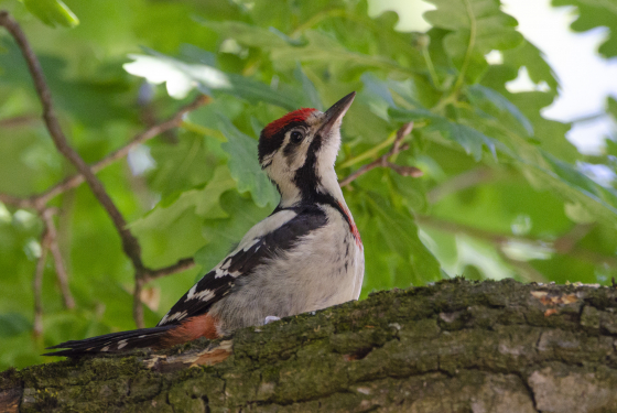 Dendrocopos syriacus