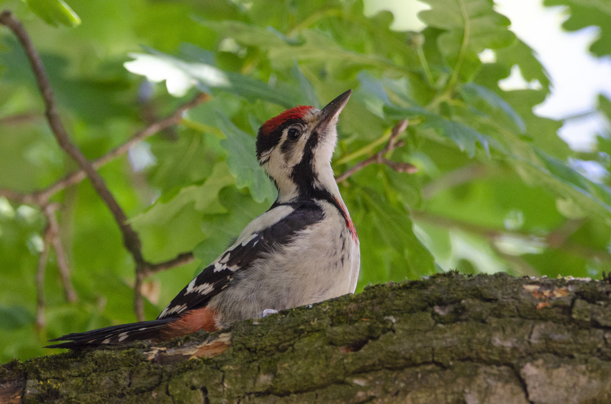 Dendrocopos syriacus