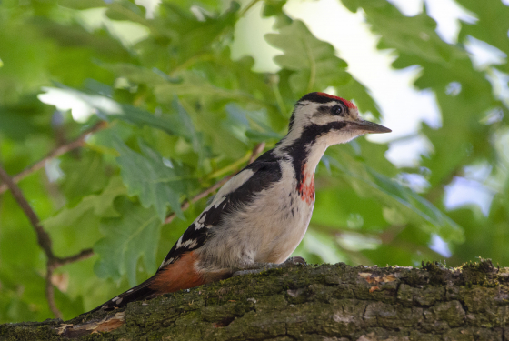 Dendrocopos syriacus