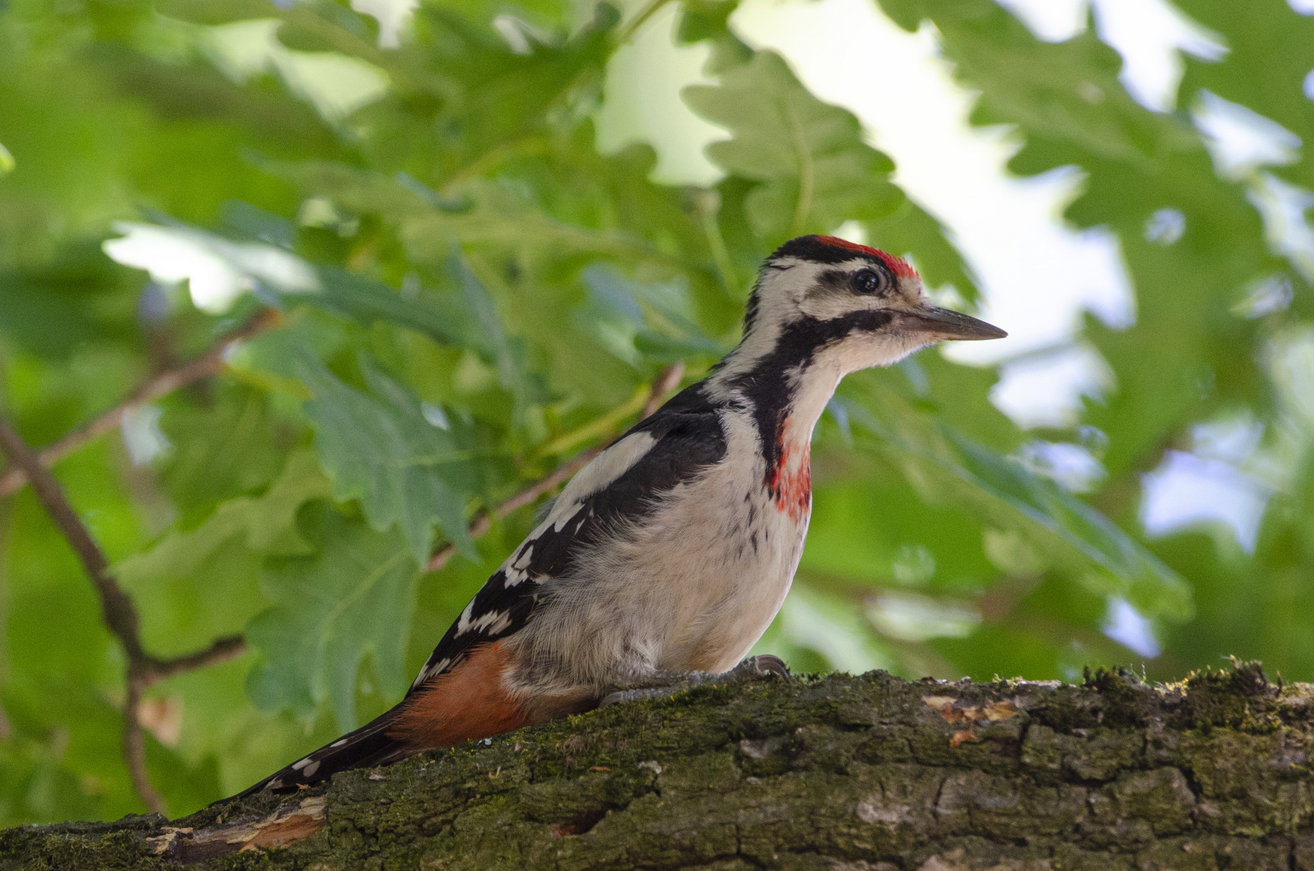 Dendrocopos syriacus