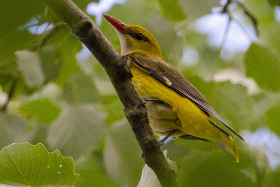 Eurasian golden oriole
