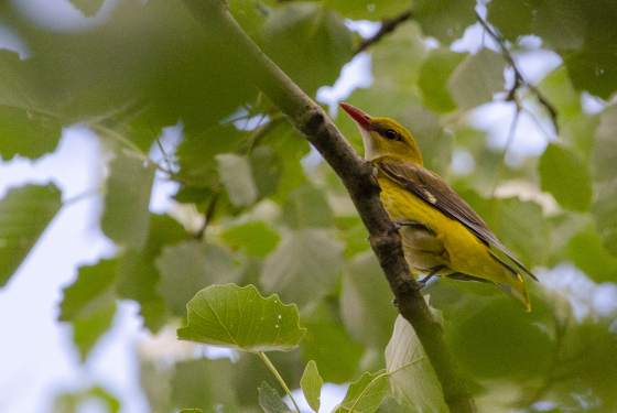 Eurasian golden oriole