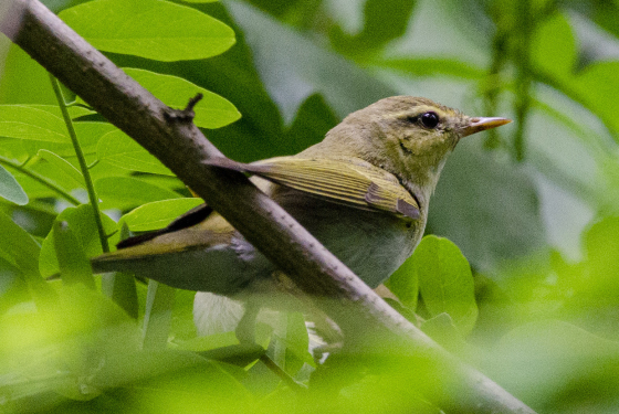 Wood warbler