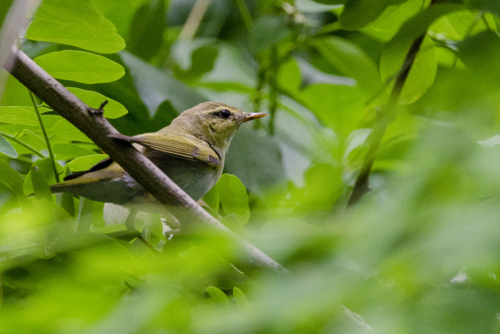Wood warbler