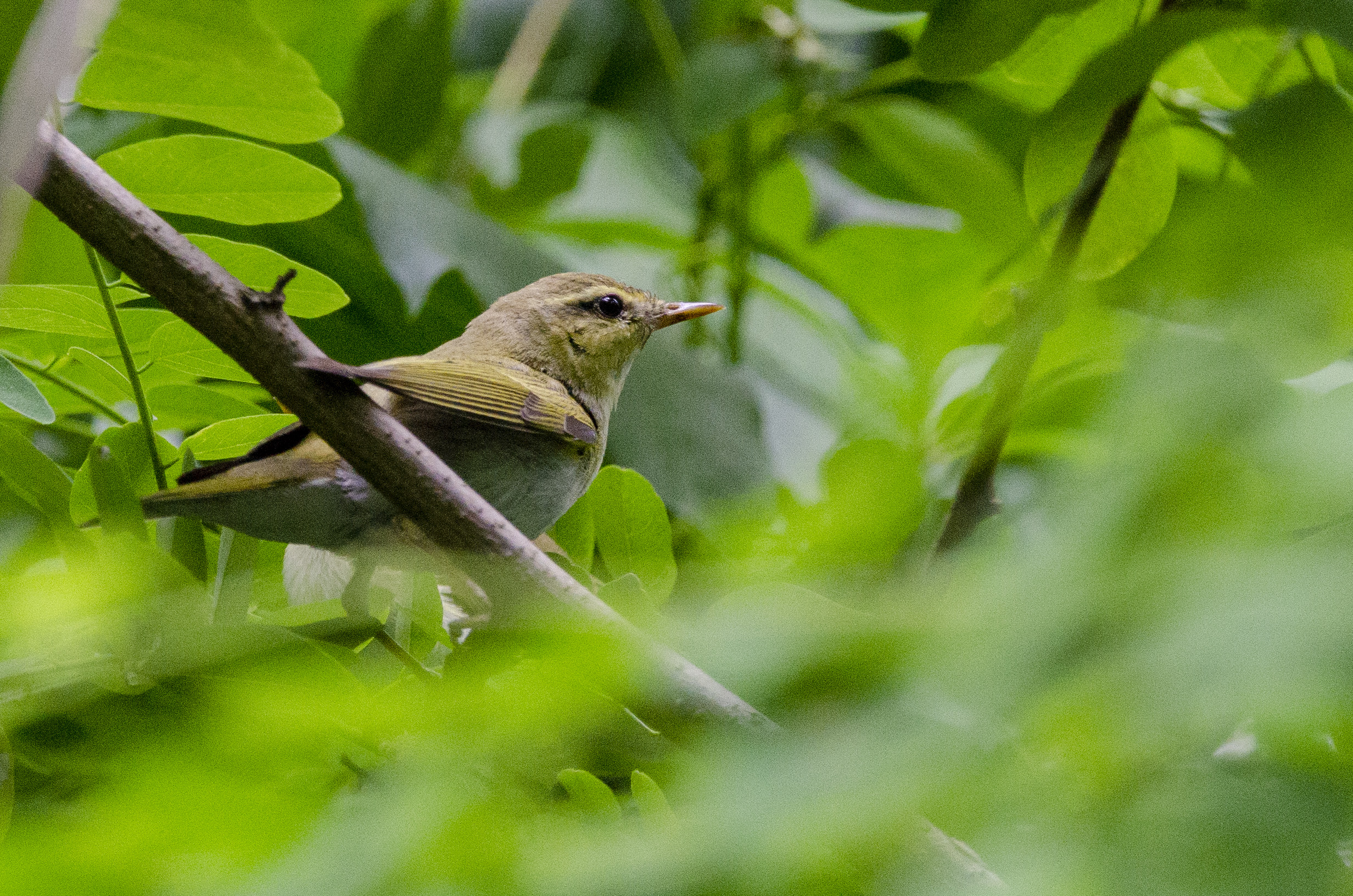 Wood warbler