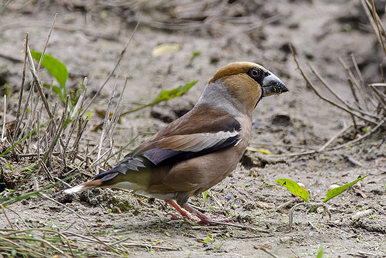 Coccothraustes coccothraustes