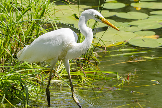 Ardea alba