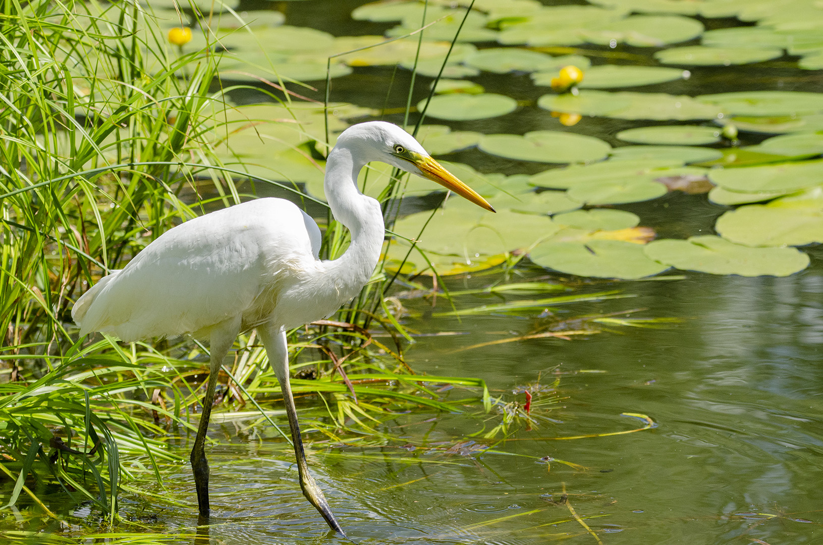 Ardea alba