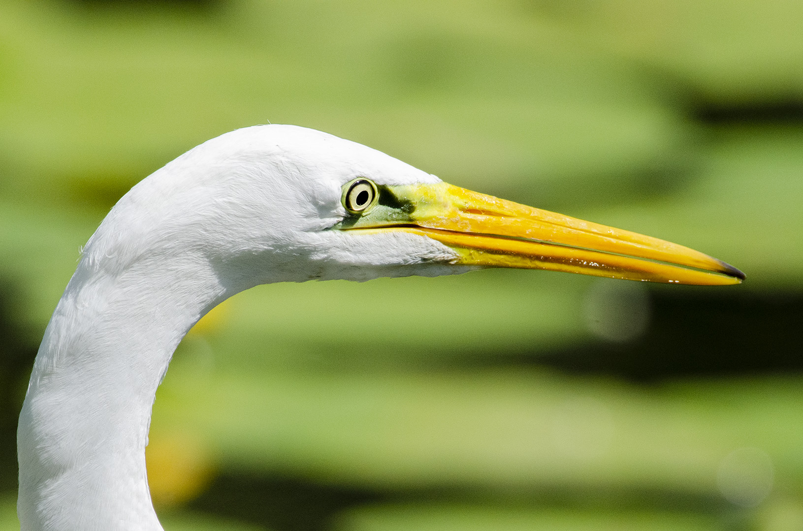 Ardea alba