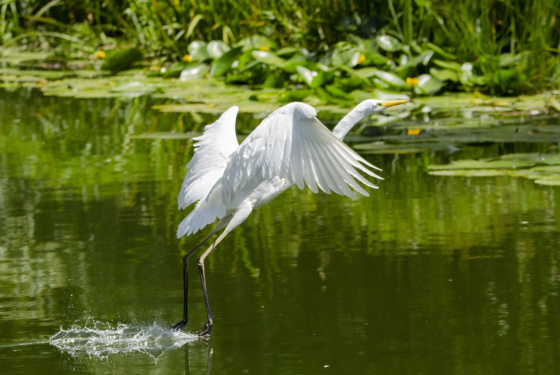 Ardea alba