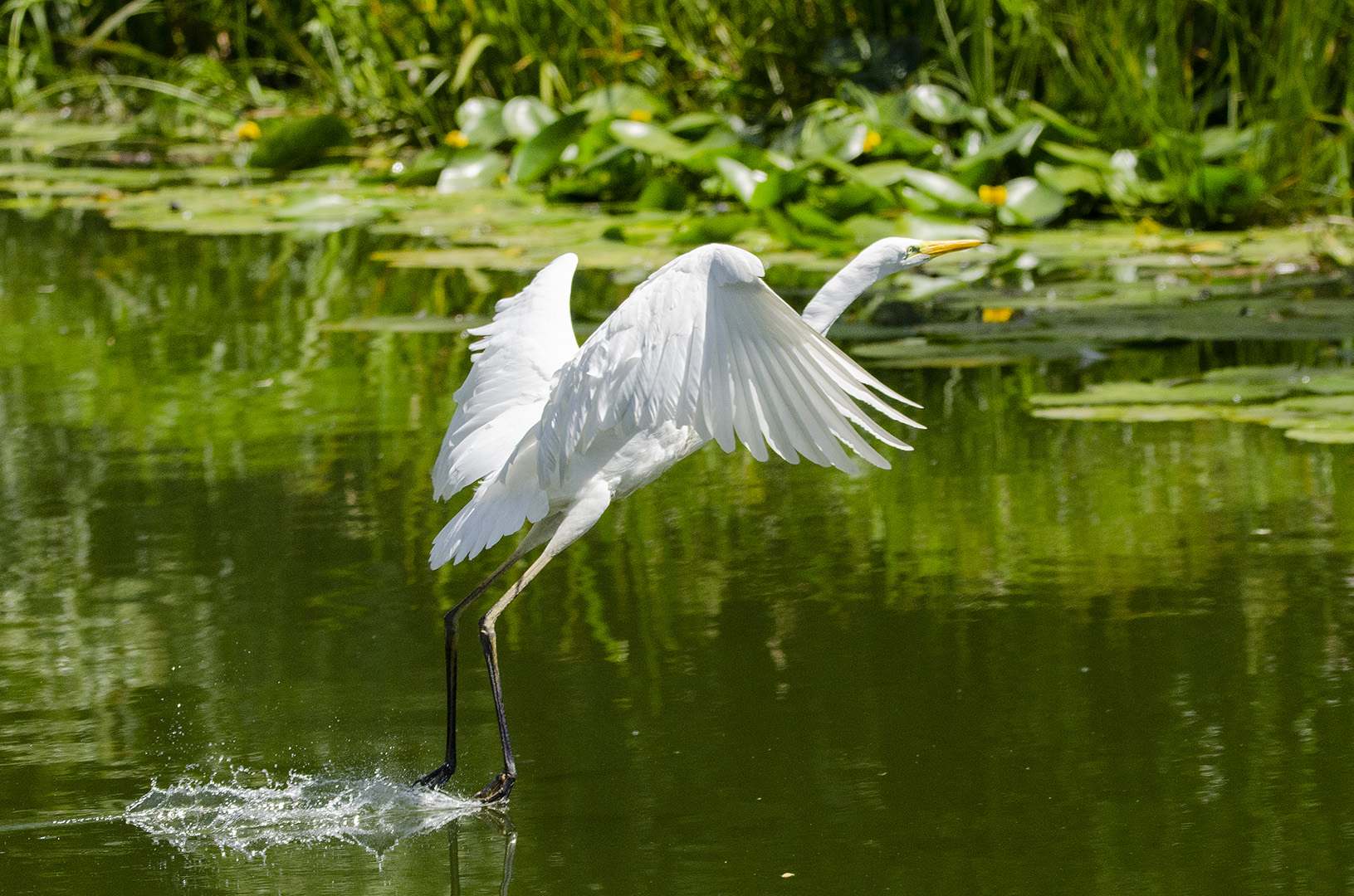 Ardea alba