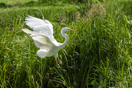 Ardea alba
