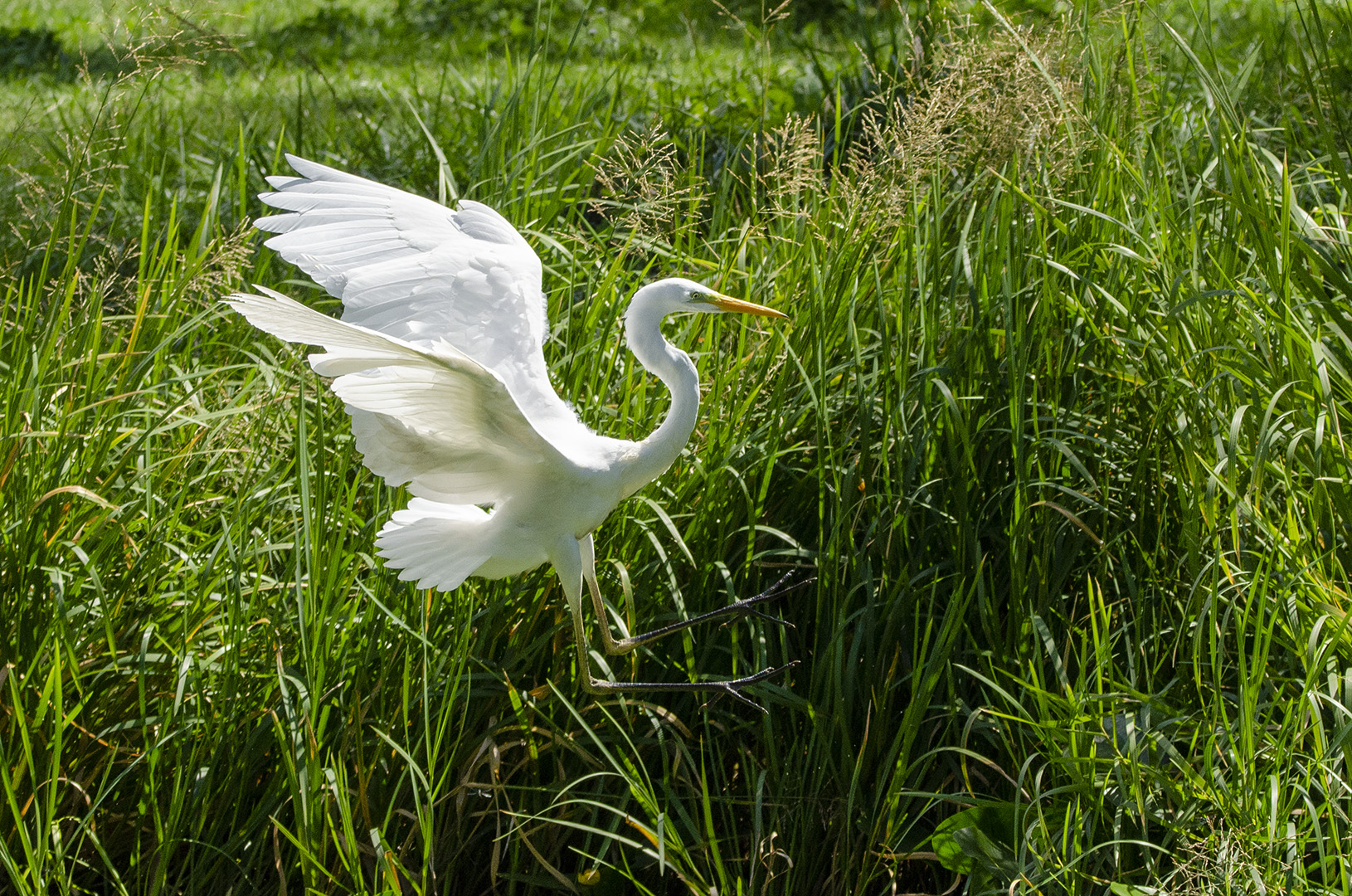 Ardea alba