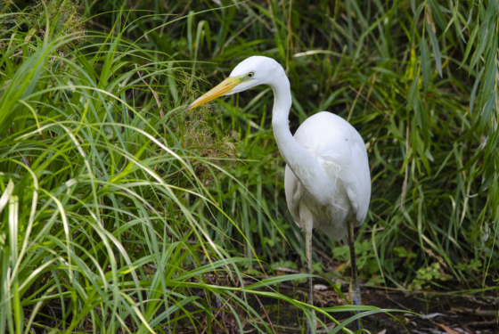 Ardea alba