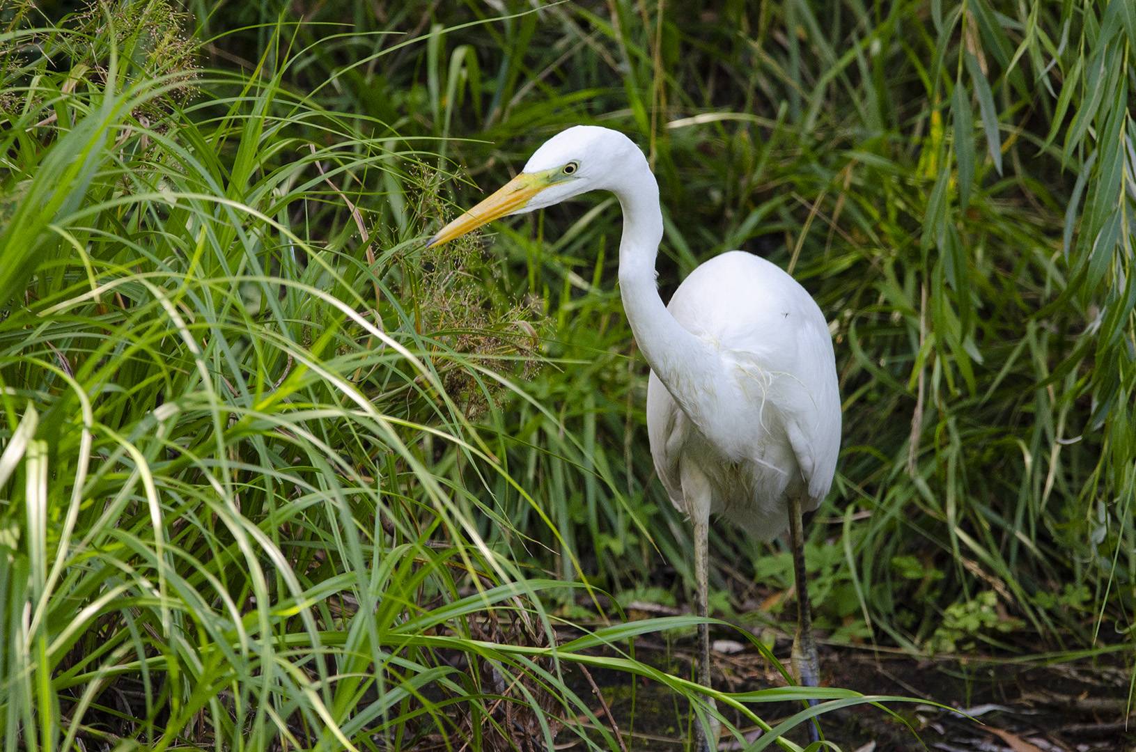 Ardea alba