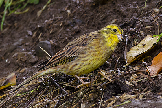 Emberiza citrinella