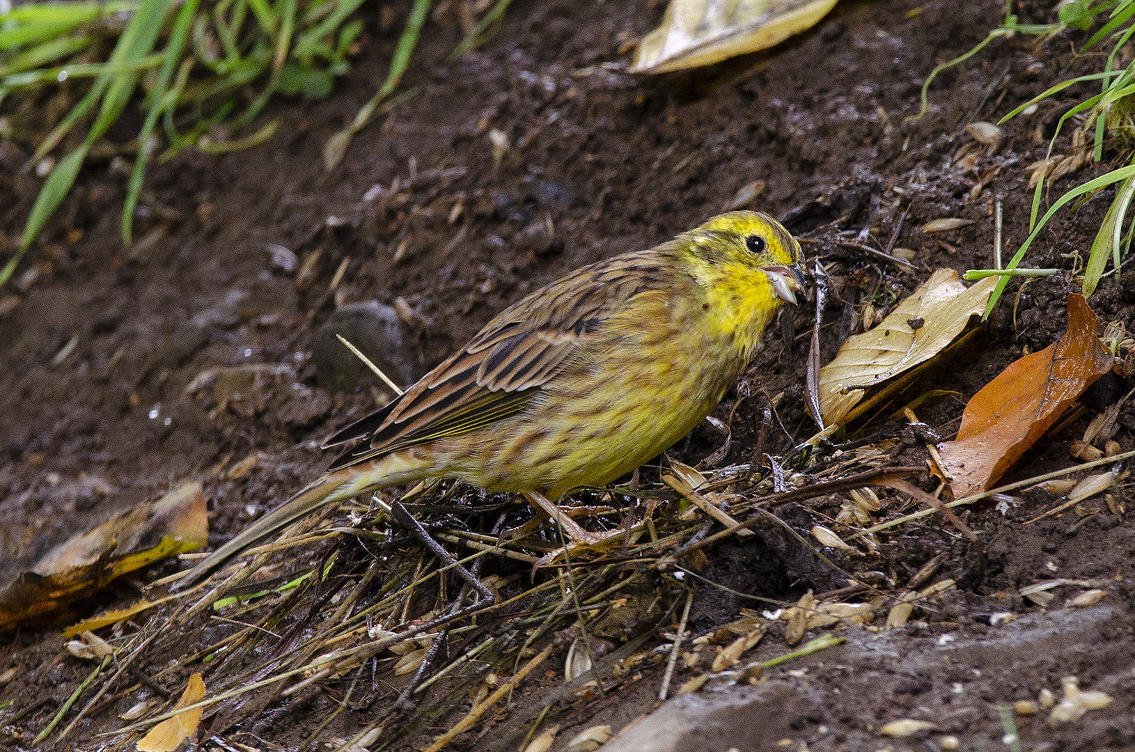 Emberiza citrinella
