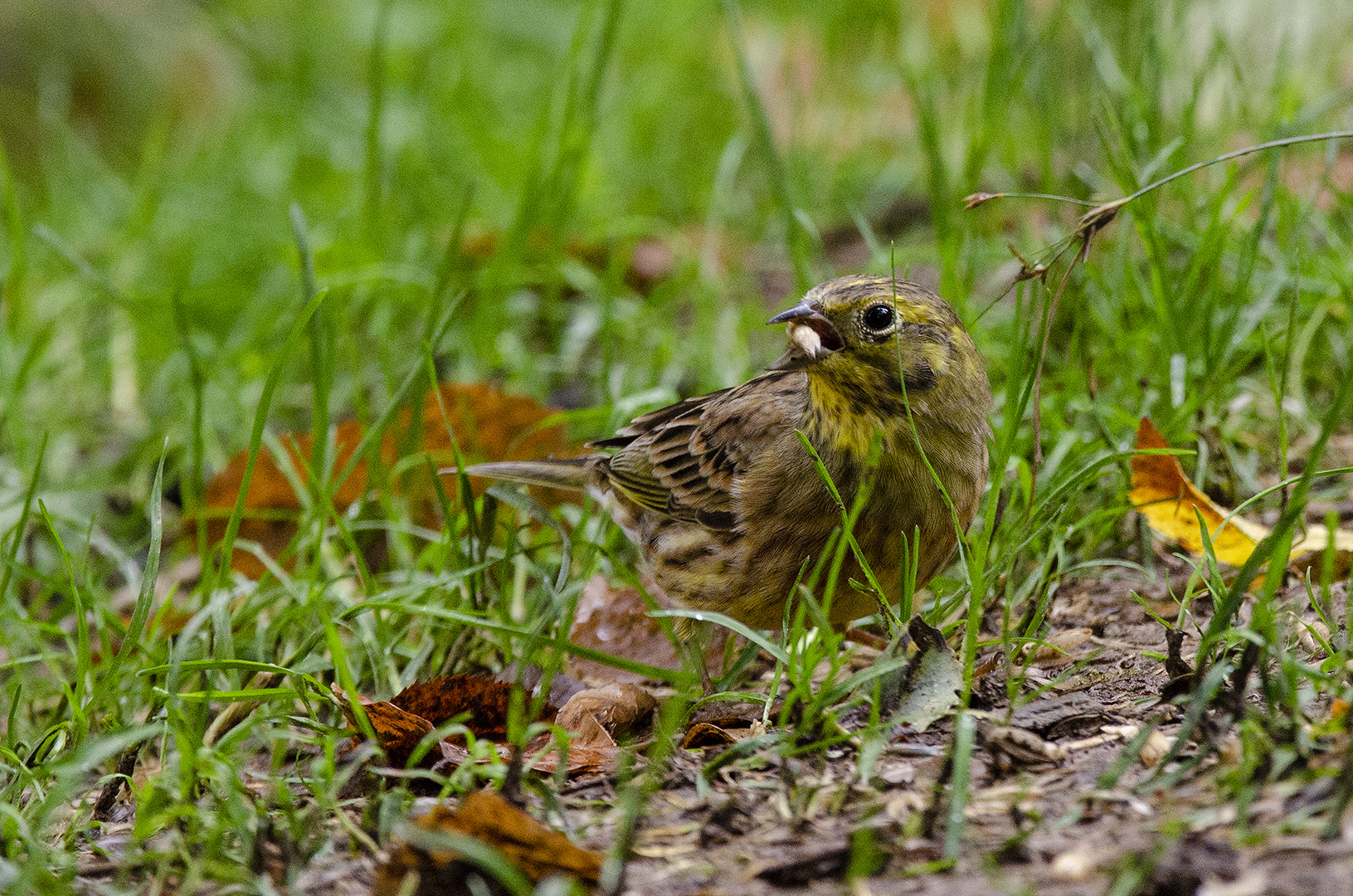 Emberiza citrinella