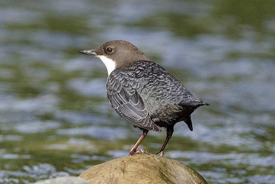 Cinclus cinclus
