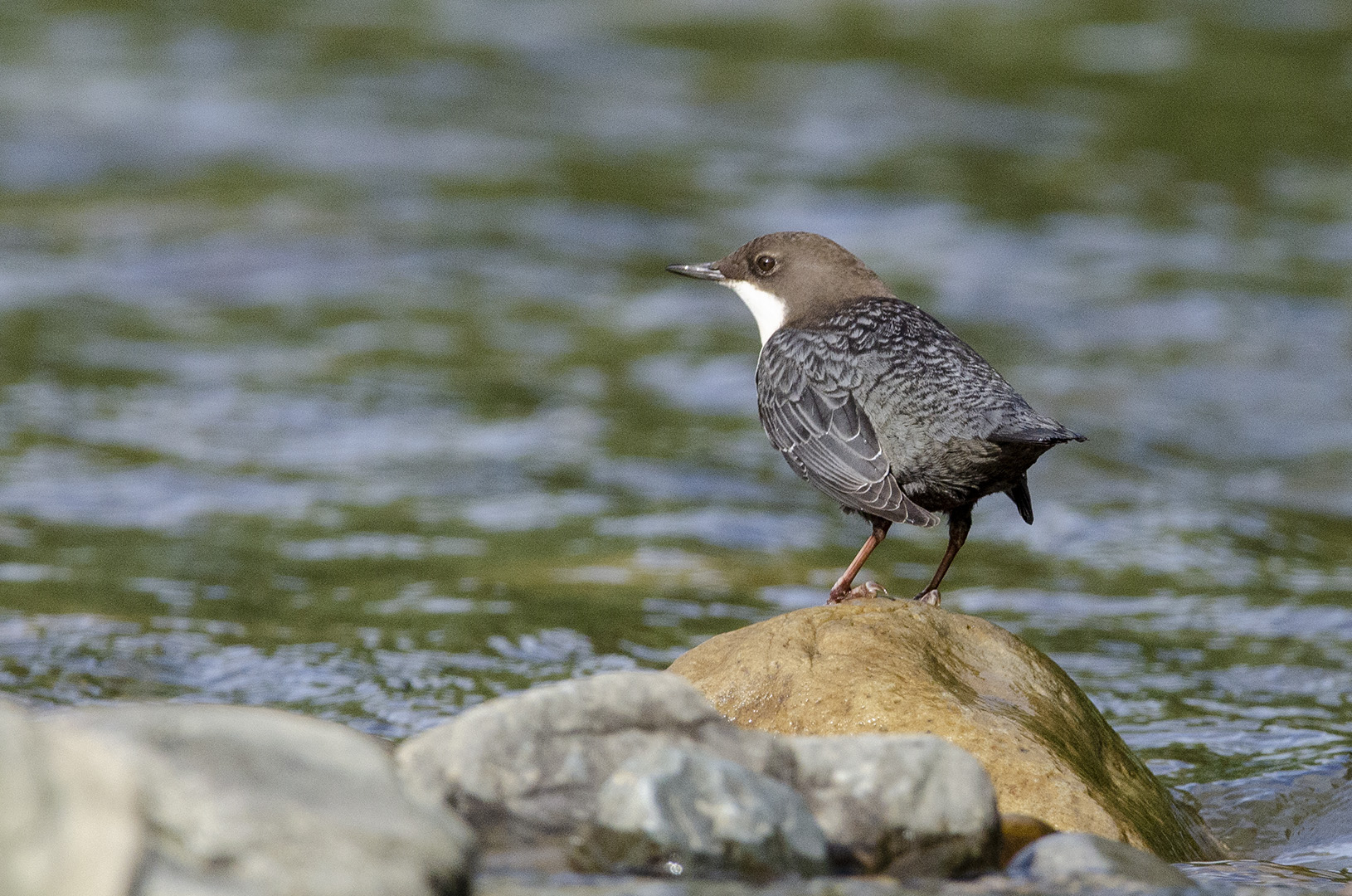 Cinclus cinclus